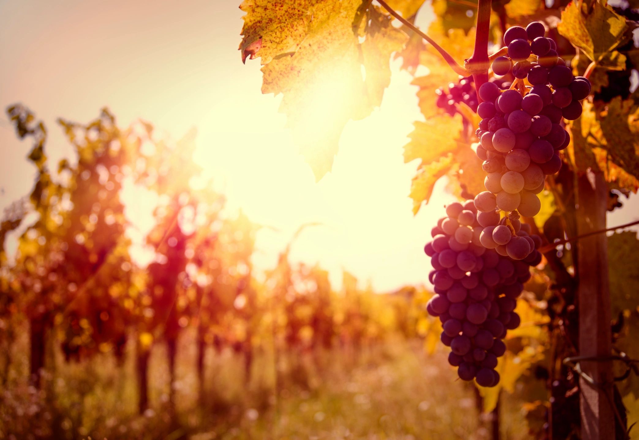 A visual selected by CRM For Wineries for its website