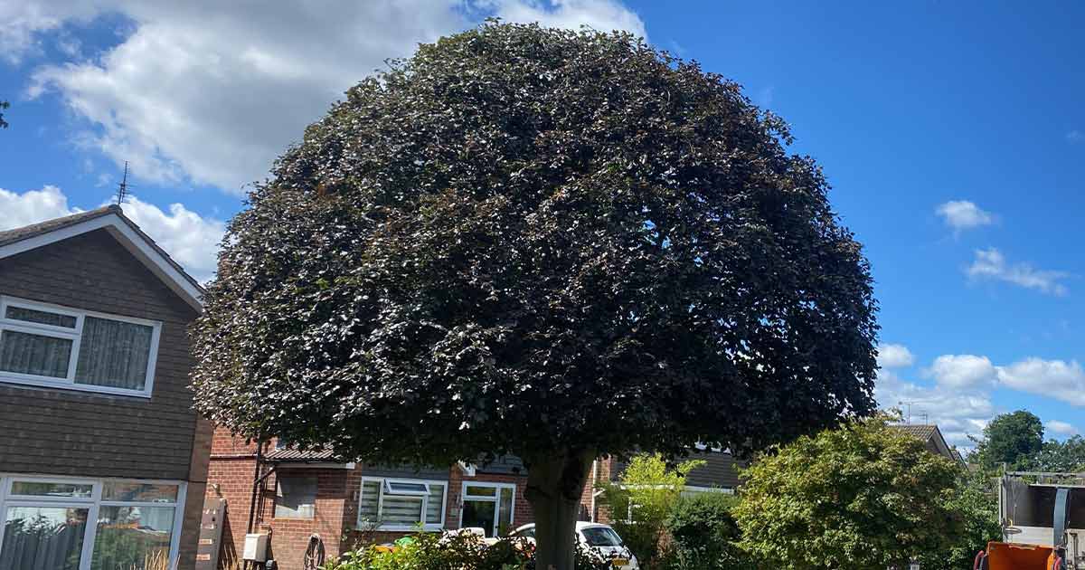 A visual selected by North London Tree Surgeons for its website